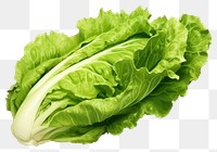 PNG Lettuce vegetable plant food, digital paint illustration. 