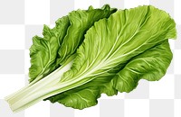 PNG Lettuce vegetable plant food, digital paint illustration. AI generated image
