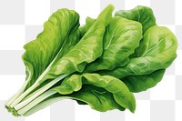 PNG Vegetable lettuce spinach plant, digital paint illustration. 