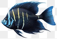 PNG Fish angelfish animal white background, digital paint illustration. 