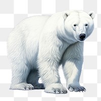 Wildlife mammal animal bear. AI generated Image by rawpixel.