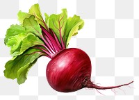 PNG vibrant fresh beetroot vegetable