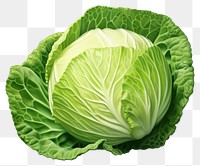 PNG Cabbage vegetable plant food, digital paint illustration. AI generated image
