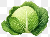 PNG Cabbage vegetable plant food, digital paint illustration.