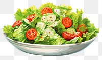 PNG Vegetable lettuce salad plant, digital paint illustration.