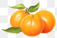 PNG Fruit grapefruit orange plant, digital paint illustration.