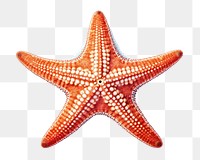 Starfish invertebrate echinoderm shellfish. 