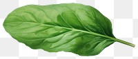 PNG Spinach vegetable plant food, digital paint illustration. 