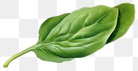 PNG Spinach vegetable plant food, digital paint illustration.