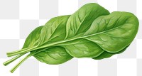 PNG Spinach vegetable plant food, digital paint illustration.