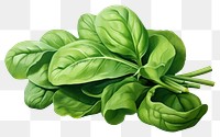 PNG Spinach vegetable plant food, digital paint illustration. 