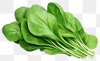 PNG Spinach vegetable plant food, digital paint illustration.