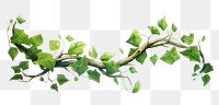 PNG Plant leaf vine ivy