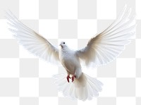 PNG Animal flying white bird