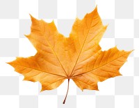 PNG Maple plant leaf tree. AI generated Image by rawpixel.