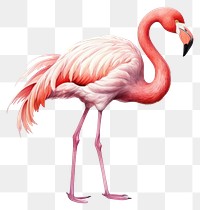 PNG Flamingo animal bird white background. 