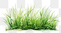 PNG Grass plant green lawn. 