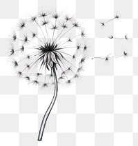 PNG Dandelion flower plant monochrome. 