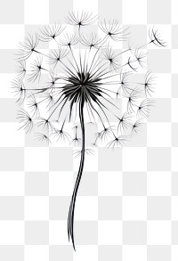 PNG Dandelion flower plant inflorescence