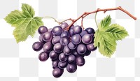 PNG Grapes fruit plant food. 