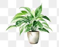 PNG Plant houseplant leaf freshness. 