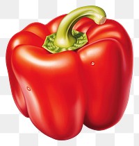 PNG Vegetable pepper plant food, digital paint illustration.