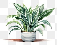 PNG Plant leaf houseplant freshness. 