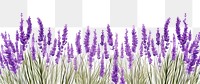 PNG Lavender blossom flower purple