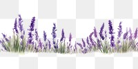 PNG Lavender flower plant inflorescence