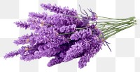 PNG Lavender blossom flower plant. 