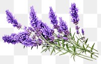 PNG Lavender blossom flower plant