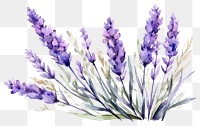 PNG Lavender blossom flower purple