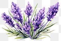 PNG Lavender blossom flower purple. 