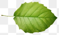 PNG Plant leaf tree freshness. AI generated Image by rawpixel.