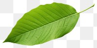 PNG Plant leaf xanthosoma freshness. 