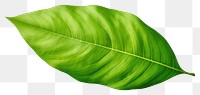 PNG Plant leaf freshness pattern. 