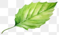 PNG Plant leaf tree freshness. 