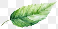 PNG Leaf plant freshness nature. 