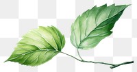 PNG Leaf plant freshness branch. 