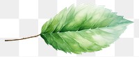 PNG Leaf plant freshness branch