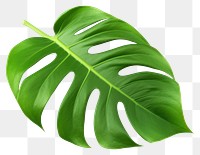 PNG Plant leaf xanthosoma freshness. 