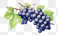 PNG Grapes fruit berry plant. 