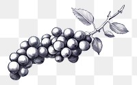 PNG Drawing sketch grapes plant. 