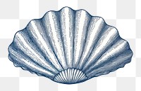 PNG Drawing sketch shell clam. AI generated Image by rawpixel.