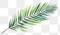 PNG Plant leaf fern tree.