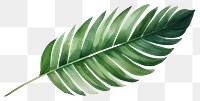 PNG Plant leaf freshness nature