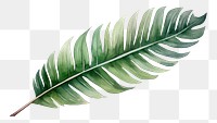 PNG Plant leaf nature frond. AI generated Image by rawpixel.