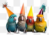 PNG Bird animal parrot party. 