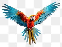 PNG Parrot animal macaw bird