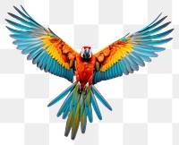 PNG Animal parrot macaw bird